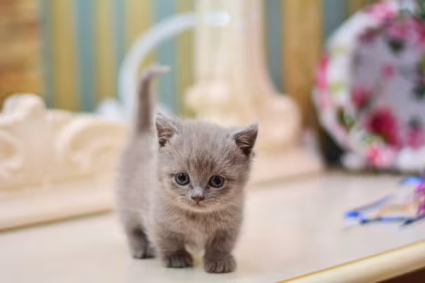 Munchkin em pé
