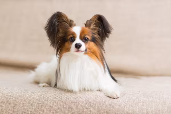 Papillon deitado no tapete