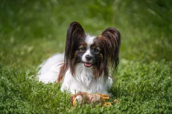 Papillon deitado na grama com brinquedo na frente