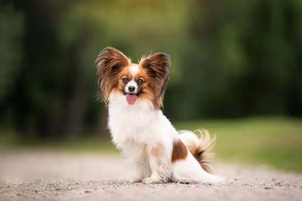 Papillon sentado ao ar livre