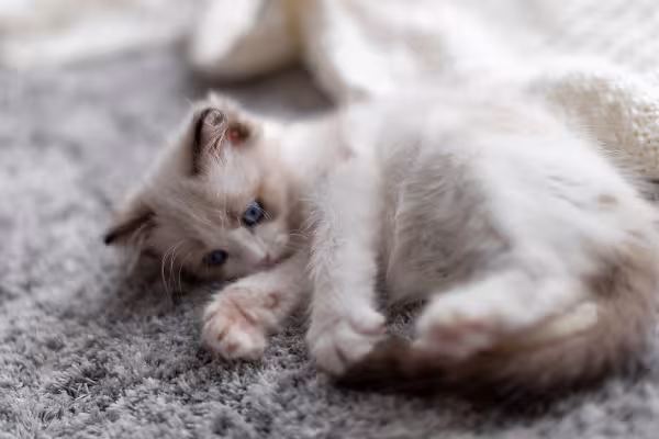Ragdoll deitado