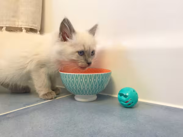 Ragdoll comendo