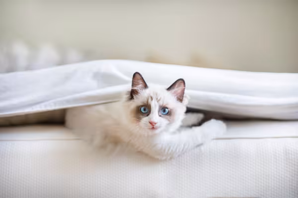 Ragdoll deitado