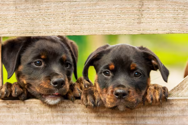 dois cães da raça Rottweiler 