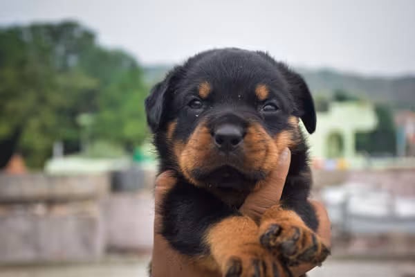 rosto Rottweiler 