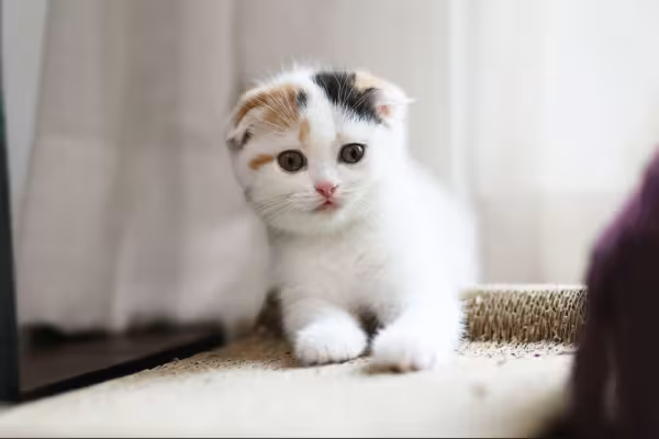 Scottish Fold deitado