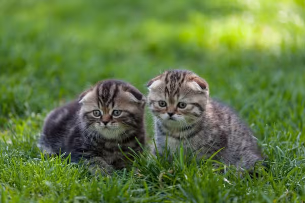 dois gatos da raça Scottish Fold