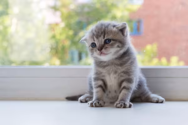 Scottish Fold sentado
