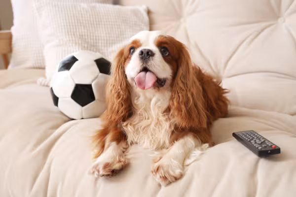 cavalier king charles spaniel deitado no sofá ao lado de bola