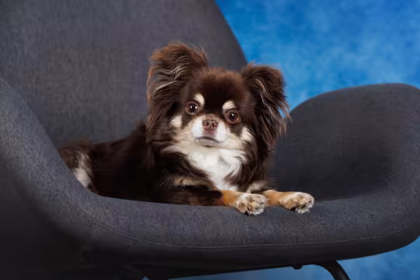 chihuahua deitado em uma cadeira