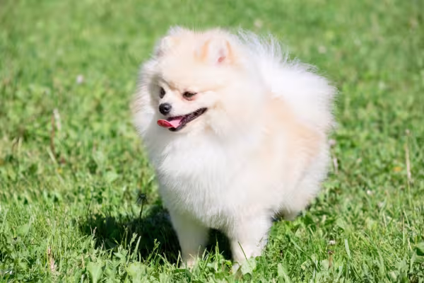 lulu da pomerânia em pé na grama