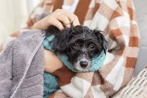 cachorro pequeno peludo no colo de uma pessoa