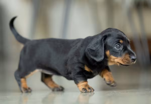 dachshund filhote andando