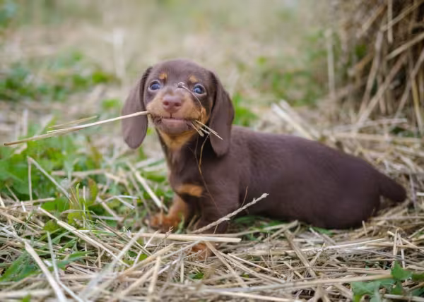 dachshund filhote no gramado