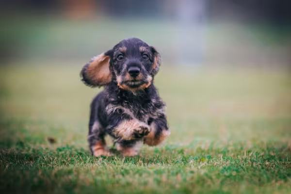 dachshund filhote correndo
