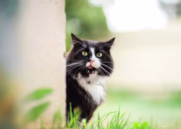 gato frajola com a boca aberta