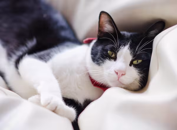 gato frajola deitado