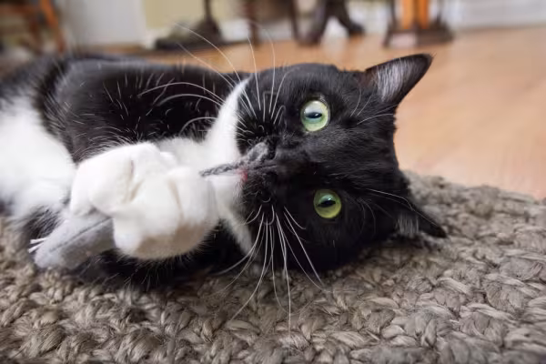 gato frajola com brinquedo