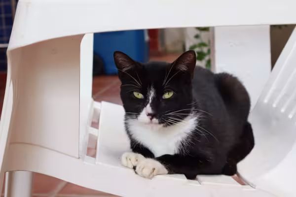 gato frajola sentado