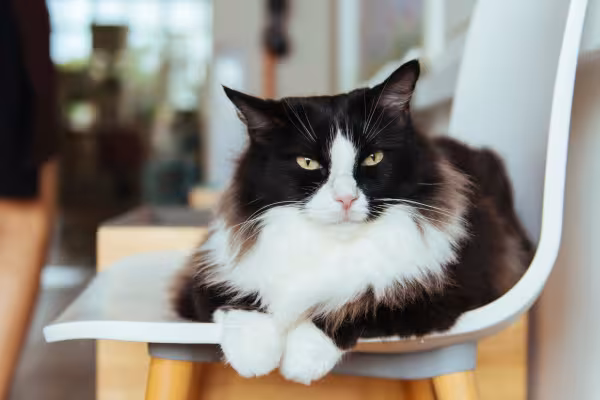 gato frajola deitado na cadeira