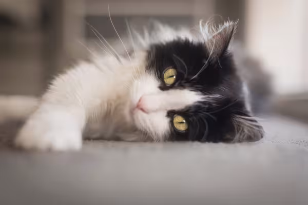 gato frajola se espreguiçando