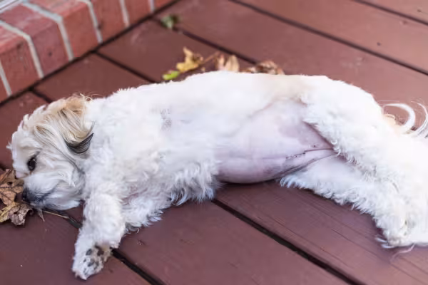 barriga d'água em cachorro
