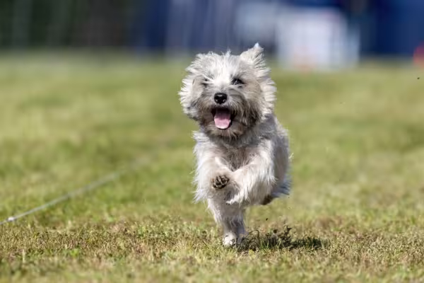 cairn terrier correndo