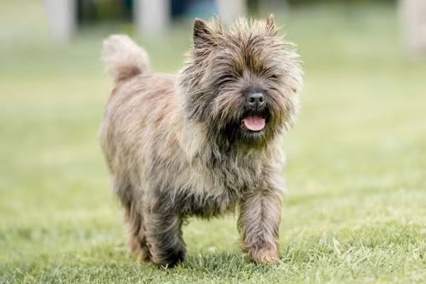 cairn terrier andando na grama