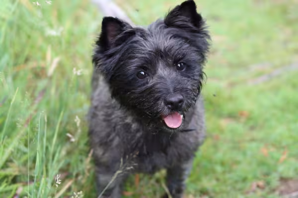 cairn terrier com língua de fora
