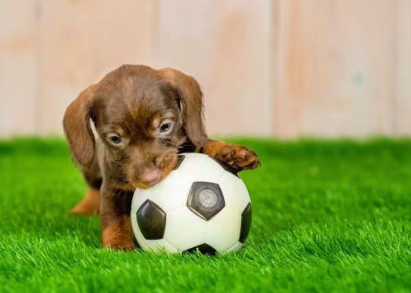 filhote de dachshund brincando com bola de futebol