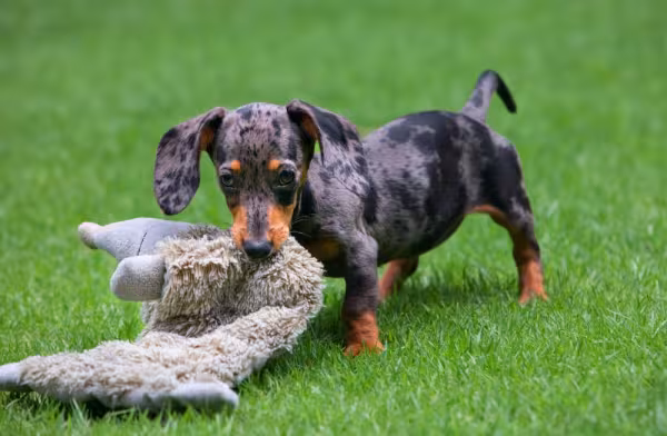 filhote de dachshund puxando brinquedinho com a boca no gramado