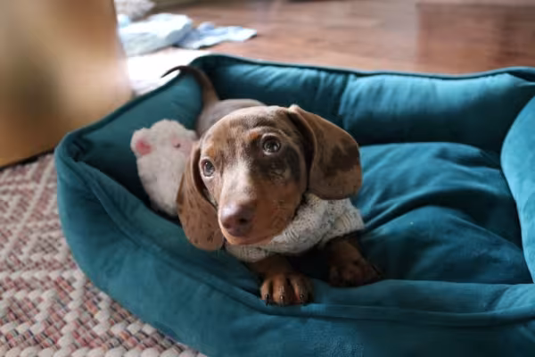 filhote de dachshund deitado na caminha