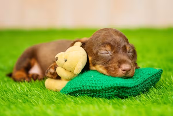 filhote de dachshund deitado na grama com pelúcia