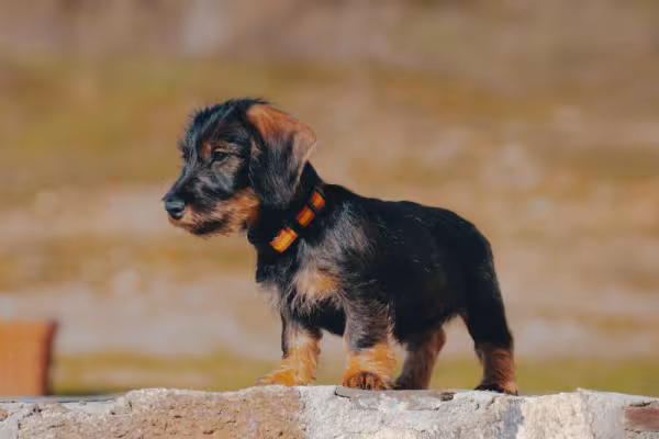 filhote de dachshund em pé ao ar livre
