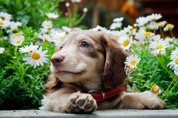 filhote de dachshund com flores de fundo