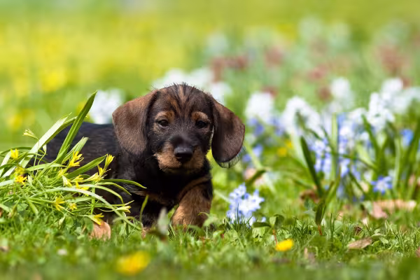 filhote de dachshund andando ao ar livre