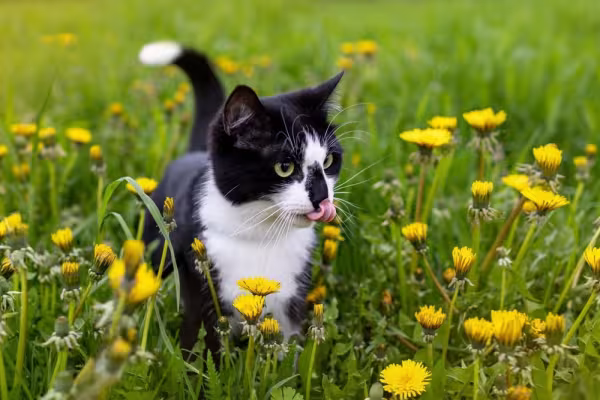 gato frajola cheirando flores