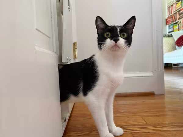 gato frajola olhando para cima curioso perto da porta