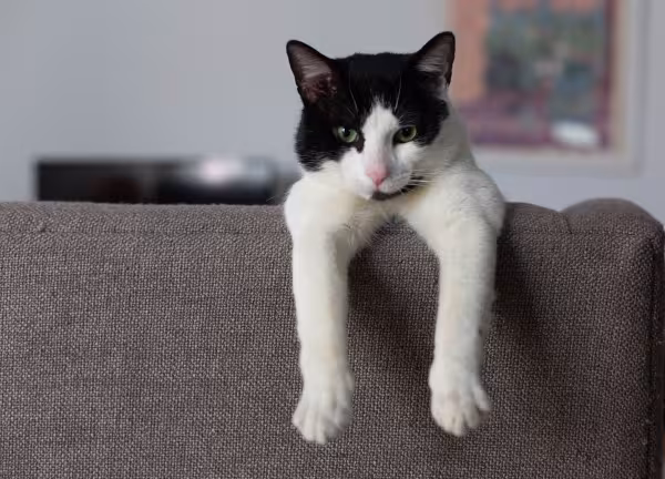 gato frajola com patas penduradas no sofá