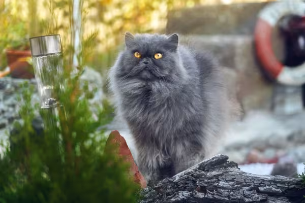 gato persa em pé ao ar livre