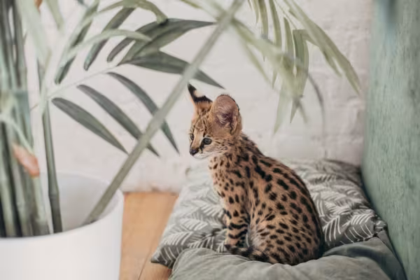 gato savannah filhote sentado