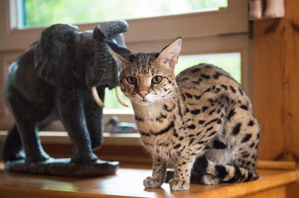 gato savannah sentado na mesa