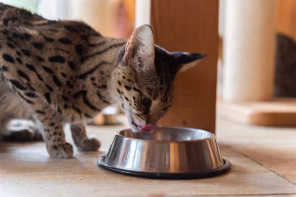 gato savannah comendo