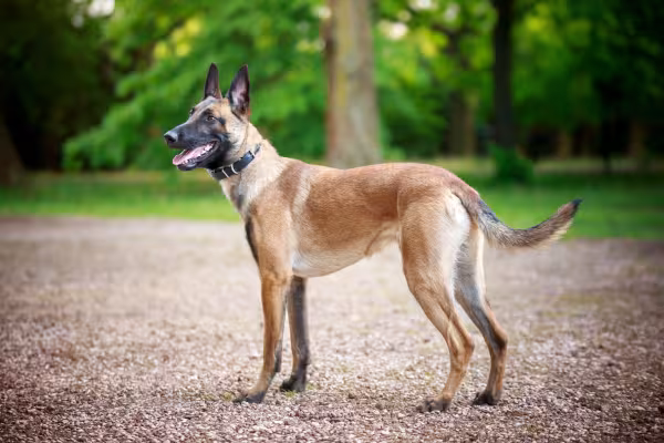 pastor belga malinois ao ar livre