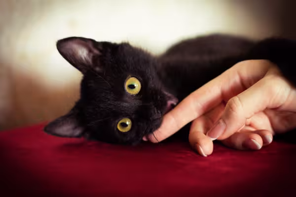 gato preto atacando dedo