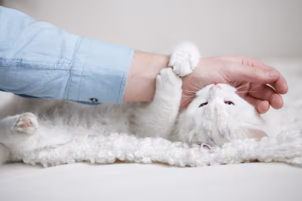gato branco atacando braço