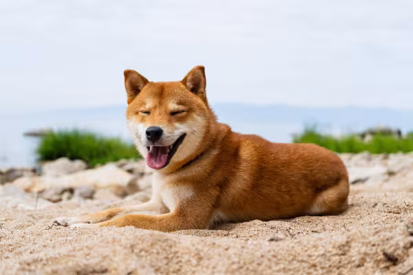 Cachorro Akita deitado na areia em uma praia
