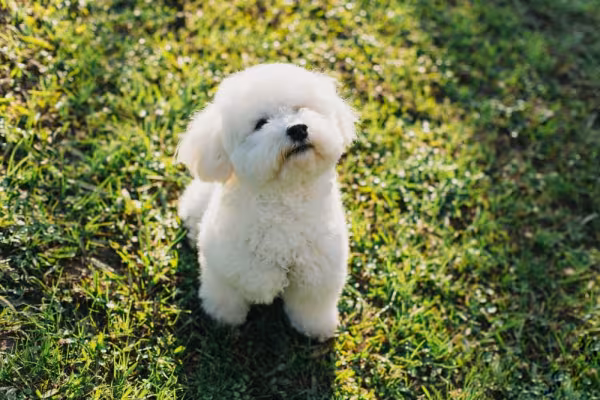 Filhote de Bichon Frisé