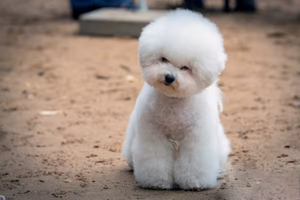 Cachorro Bichon Frisé