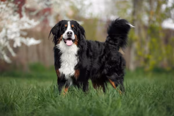 Cachorro Boiadeiro de Berna no meio da natureza